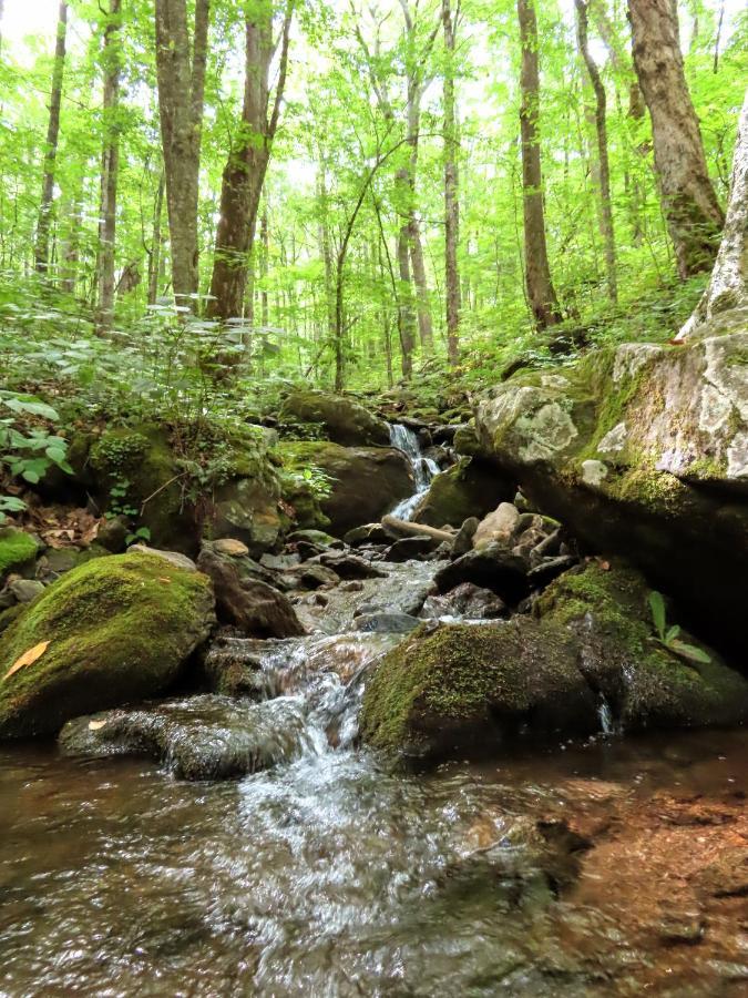 Treetops Easy To Asheville With Fast Wifi And Great View Holiday home