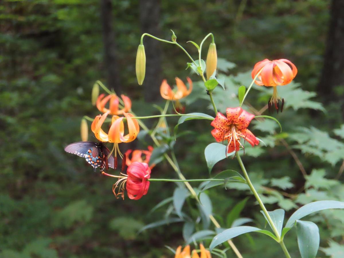 Holiday home Treetops Easy To Asheville With Fast Wifi And Great View *